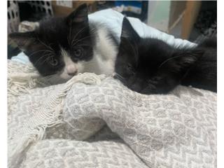 Gatitas para adopción  Puerto Rico