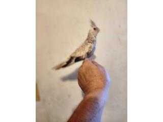 Cockatiels hand feed Puerto Rico