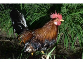 Gallos  Puerto Rico