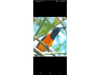 Orioles Puerto Rico