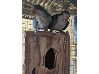 Pareja de Quakers Turquesas Puerto Rico