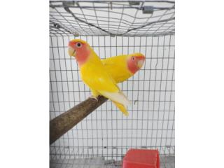Lovebird rosecolis lutinos  Puerto Rico