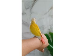 Venta hermosas cotorritas Sun Cheeck  Puerto Rico