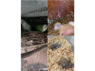 Cambio Cotorras Quaker pareja   Puerto Rico