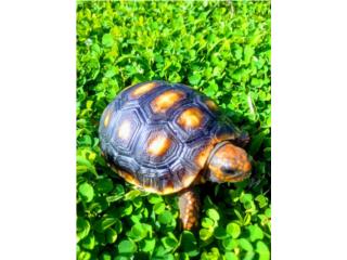 Tortugas terrestres de patas rojas Puerto Rico