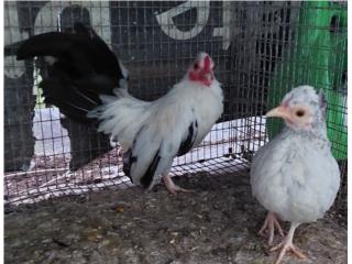 Kiris Chicken Parejita de Kiris Puerto Rico