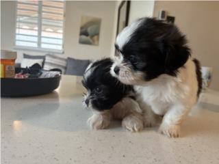 Puerto Rico Shihtzu, Perros Gatos y Caballos