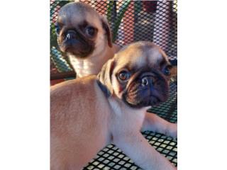 Puerto Rico Adorables Pugs bebs en busca de un hogar, Perros Gatos y Caballos