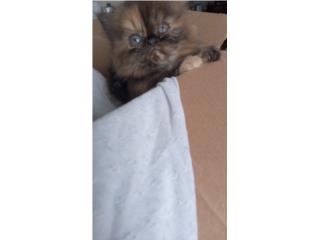 Gatitos dos camadas Puerto Rico