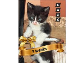 Gatito Tuxedo dispuesto a ser tu mejor amigo Puerto Rico