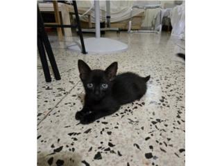 Gatita 2 meses  Puerto Rico