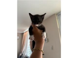 Gatos Puerto Rico