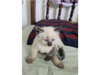 3 Gatitos Siameses  Puerto Rico