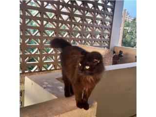 Gatita Persa Puerto Rico