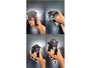 Puerto Rico North American Mastiffs, Perros Gatos y Caballos