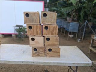 Nidos para Lovebird , Puerto Rico