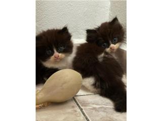 Bellos Gatitos Persa Puerto Rico
