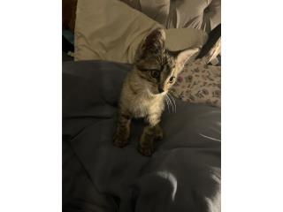 Gatita tabby de 6-8 semanas  Puerto Rico