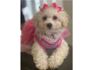Puerto Rico Preciosos Poodles pequeos , Perros Gatos y Caballos