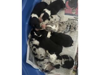 Puerto Rico Australian Sheperd , Perros Gatos y Caballos