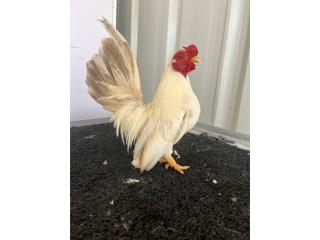 Kiris Chicken Kiris cortos a buen precio Puerto Rico