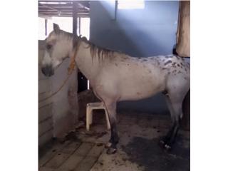 Apaluza 3-4 years, no capado. $2500 Puerto Rico