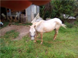 Yegua Mora $200.00 Puerto Rico
