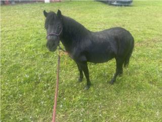 Pony hermbrita Puerto Rico