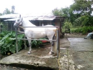 Caballo moro entero manso calidad Puerto Rico