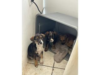 Adopta un cachorro gratis Puerto Rico