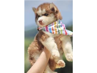 Siberian Husky Registro AKC Puerto Rico