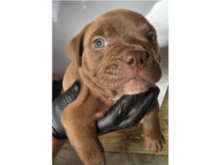American Bully  Puerto Rico