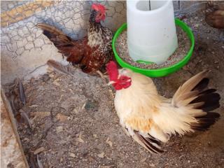 Kiris Chicken 2 Kiris En Guanica Puerto Rico