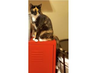 Puerto Rico Busco hogar para Naika, Perros Gatos y Caballos