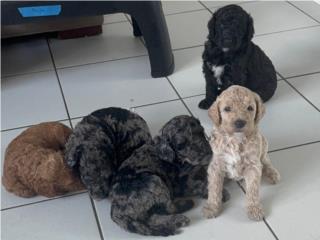 Puerto Rico Standard Poodle puros, Perros Gatos y Caballos