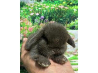Conejo / Conejos Holland lop 