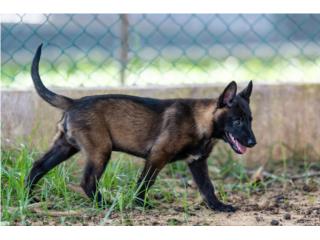 Puerto Rico Camada de Pastores Belga - Malinois $1000 omo, Perros Gatos y Caballos
