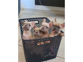 Puerto Rico Preciosos French Bull Dog puppies, Perros Gatos y Caballos