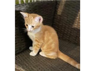 Gratis Gatas 4 meses - Chinita Puerto Rico