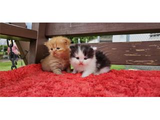 Hermoso gatito persa  Puerto Rico