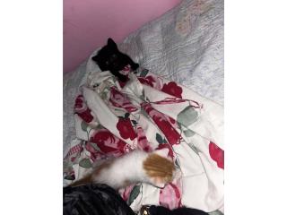 Dos gatos comunes Puerto Rico