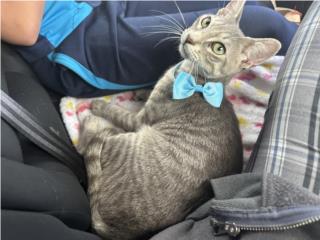 Gato atigrado cariñoso  Puerto Rico