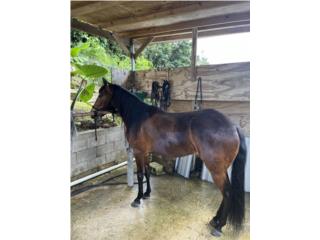 Yegua colombiana 3500 Puerto Rico