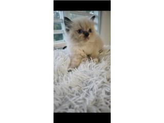 Gatito himalaya  Puerto Rico