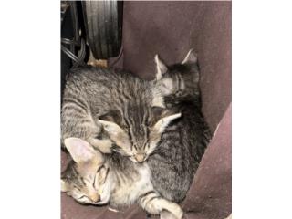 Gatitos para adopción  Puerto Rico