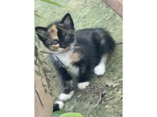 Se regalan hermosos gatitos Puerto Rico
