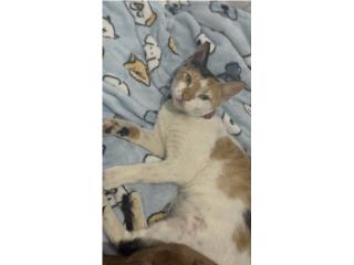 gatita rescatada Puerto Rico