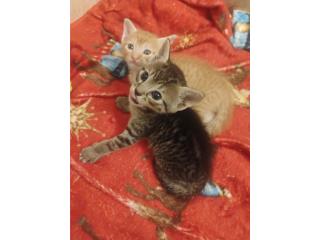 Gatitos Caguas 28 das Puerto Rico