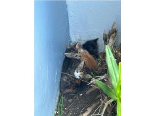 ¡Hermosos Gatitos en Adopción! ?? Puerto Rico