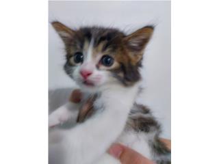 Se Regala Gatito Macho Puerto Rico